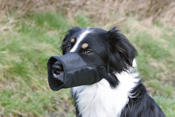 Trixie Munkorg Nylon - Handla på Gaston