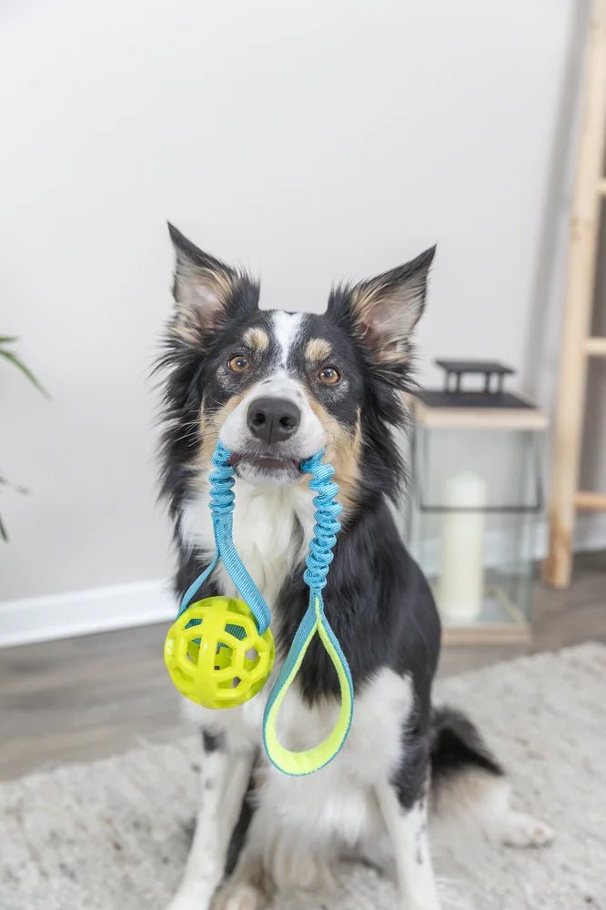 TRIXIE Bungee Tugger med boll, petrol/lime - Handla på Gaston