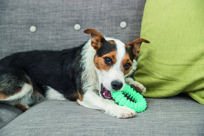 Denta Fun, ring med mintsmak - Handla på Gaston