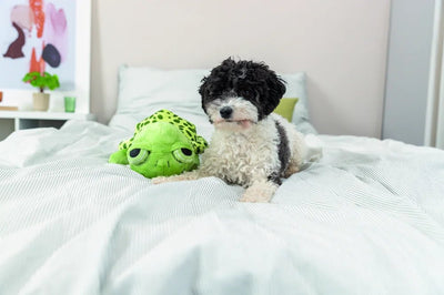 TRIXIE Sköldpadda, originalljud - Handla på Gaston