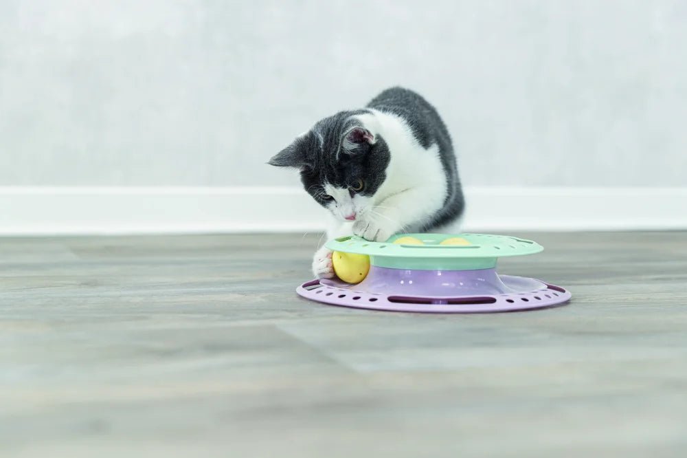 Junior Kitten Circle - Handla på Gaston