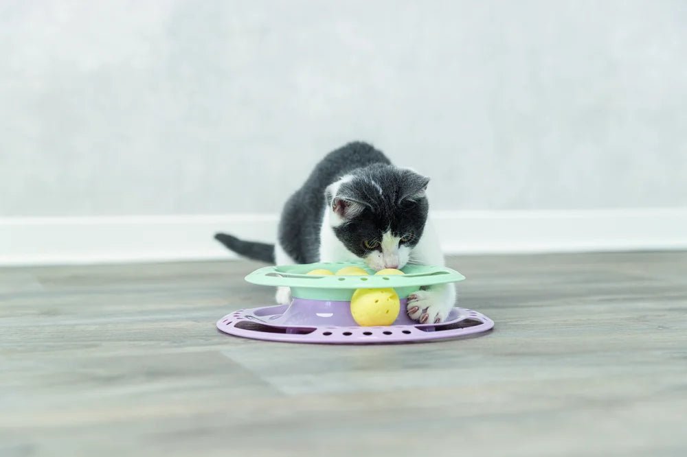Junior Kitten Circle - Handla på Gaston