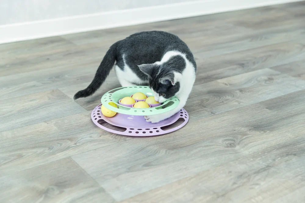 Junior Kitten Circle - Handla på Gaston