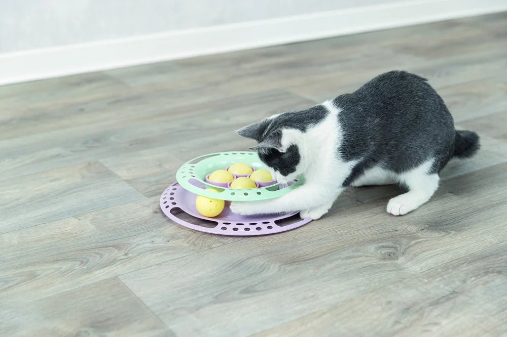 Junior Kitten Circle - Handla på Gaston