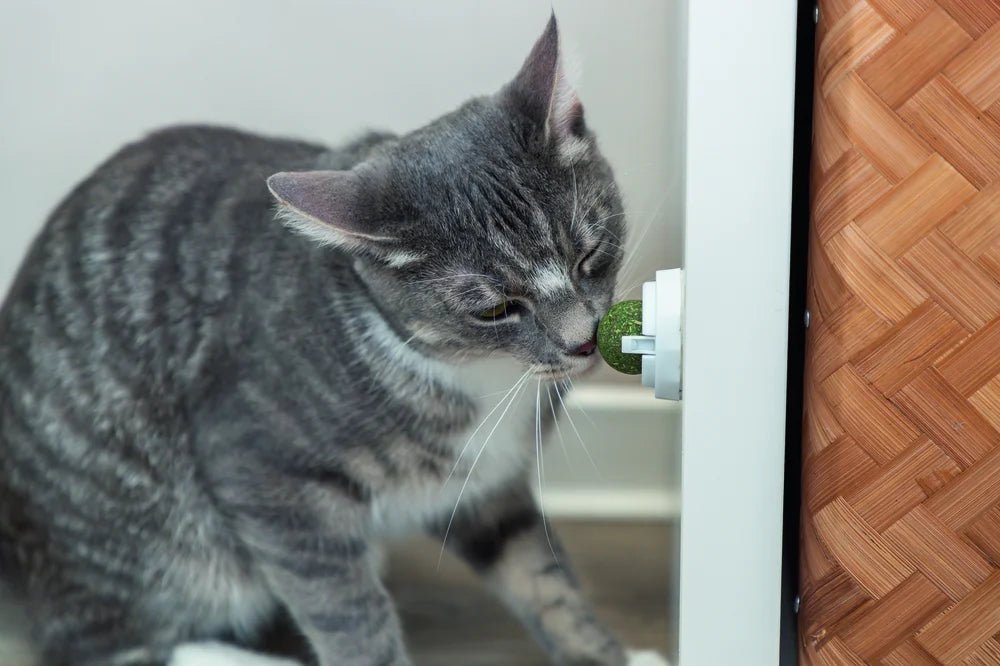 TRIXIE Catnipboll med hållare - Handla på Gaston