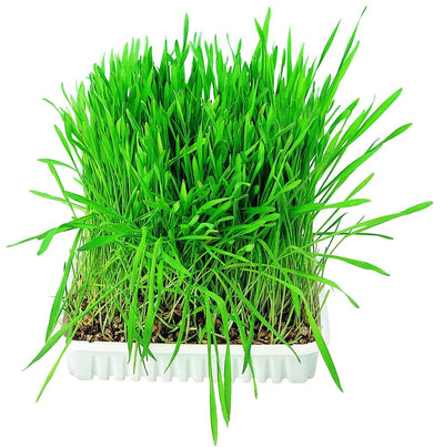 TRIXIE Kattgräs Refill - Handla på Gaston