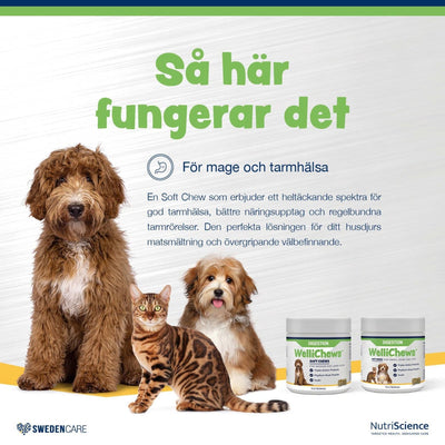 Wellichews Digestion Medium/Large Dog - Handla på Gaston