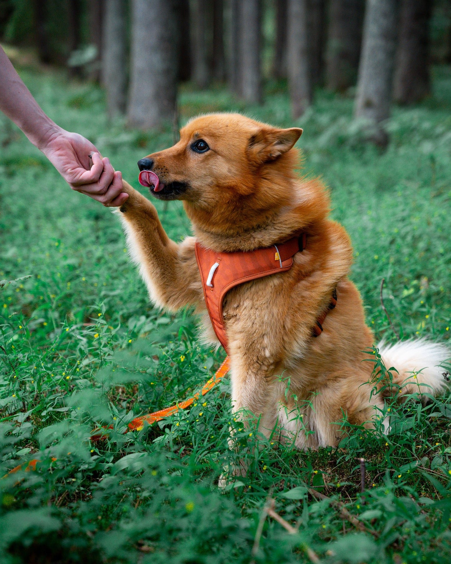 Woolly Wolf Sele Terracotta Ripple - Handla på Gaston