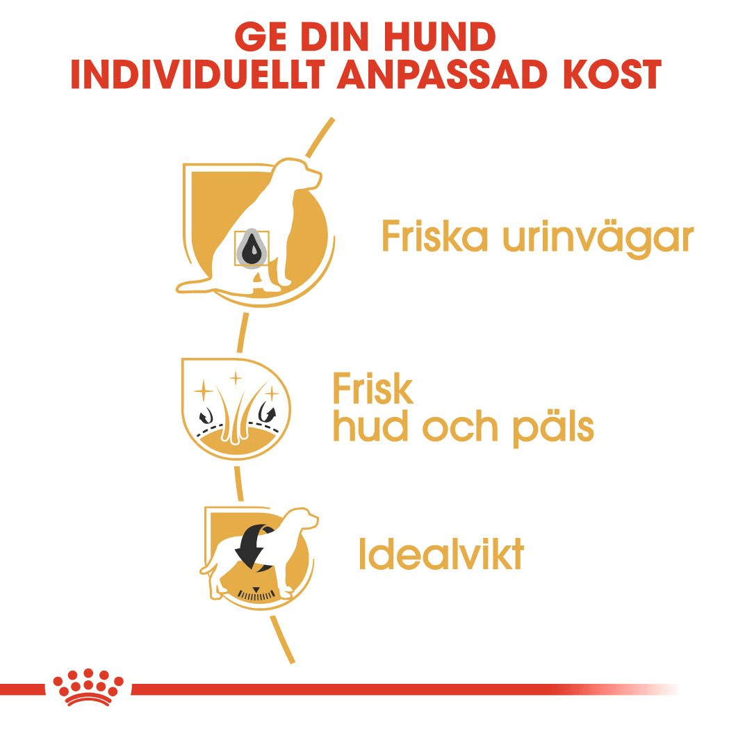 Royal Canin Bichon Frisé Adult - Handla på Gaston