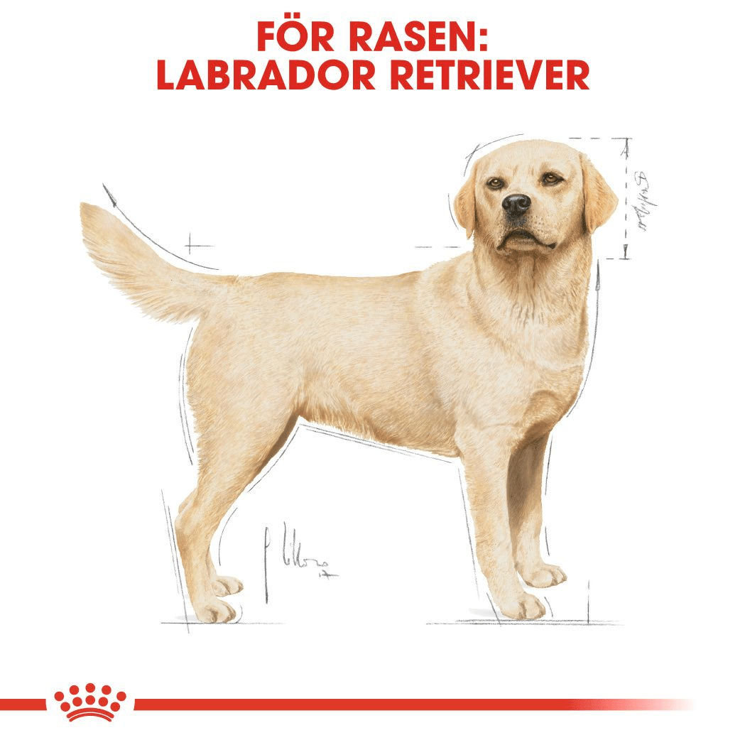 Royal Canin Labrador Retriever Adult - Handla på Gaston