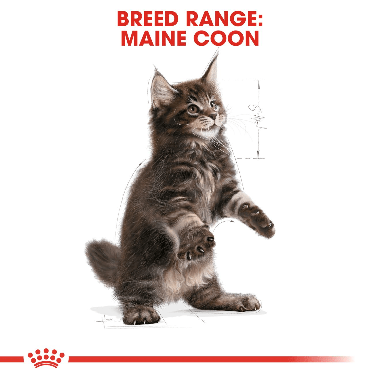 Royal Canin Maine Coon Kitten - Handla på Gaston