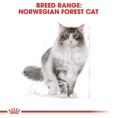Royal Canin Norwegian Forest Cat Adult - Handla på Gaston