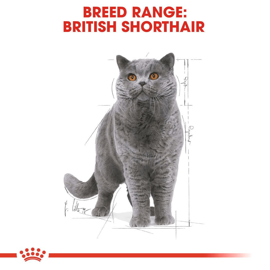 Royal Canin British Shorthair Gravy - Handla på Gaston