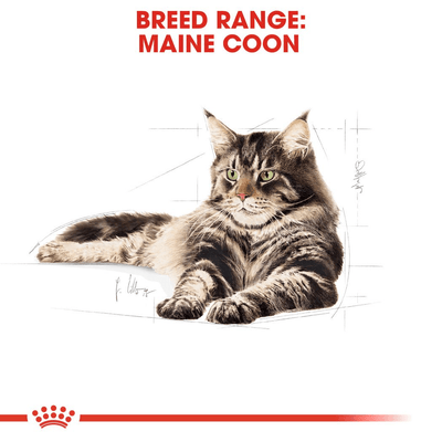 Royal Canin Maine Coon Adult Gravy - Handla på Gaston