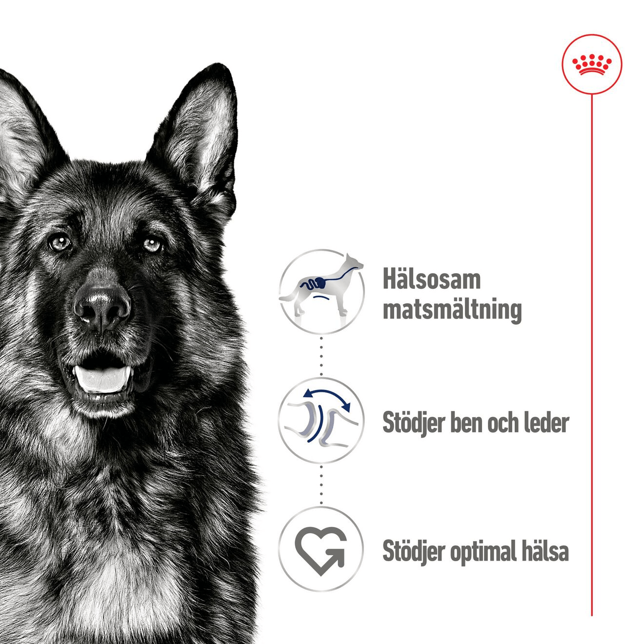 Royal Canin Maxi Adult Loaf Can - Handla på Gaston