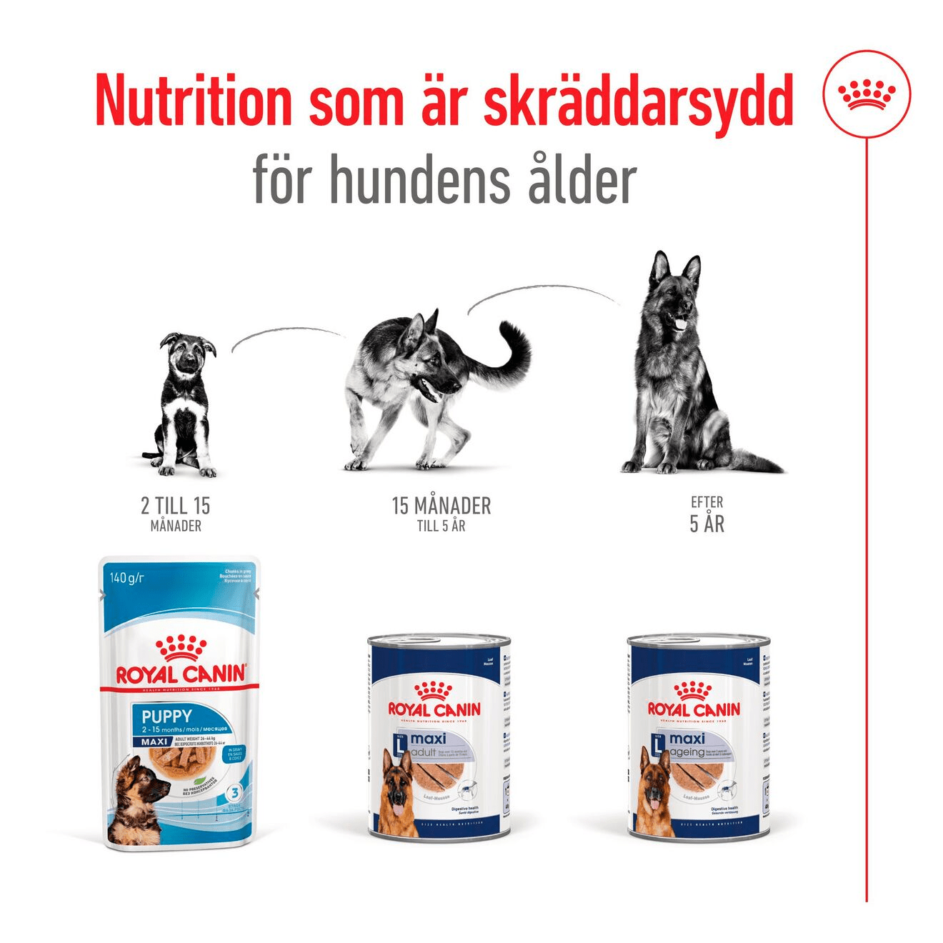 Royal Canin Maxi Adult Loaf Can - Handla på Gaston