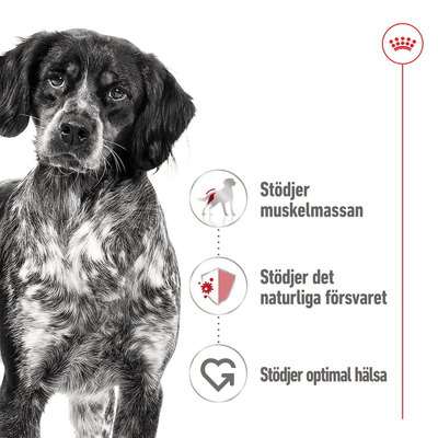 Royal Canin Medium Adult Loaf Can - Handla på Gaston