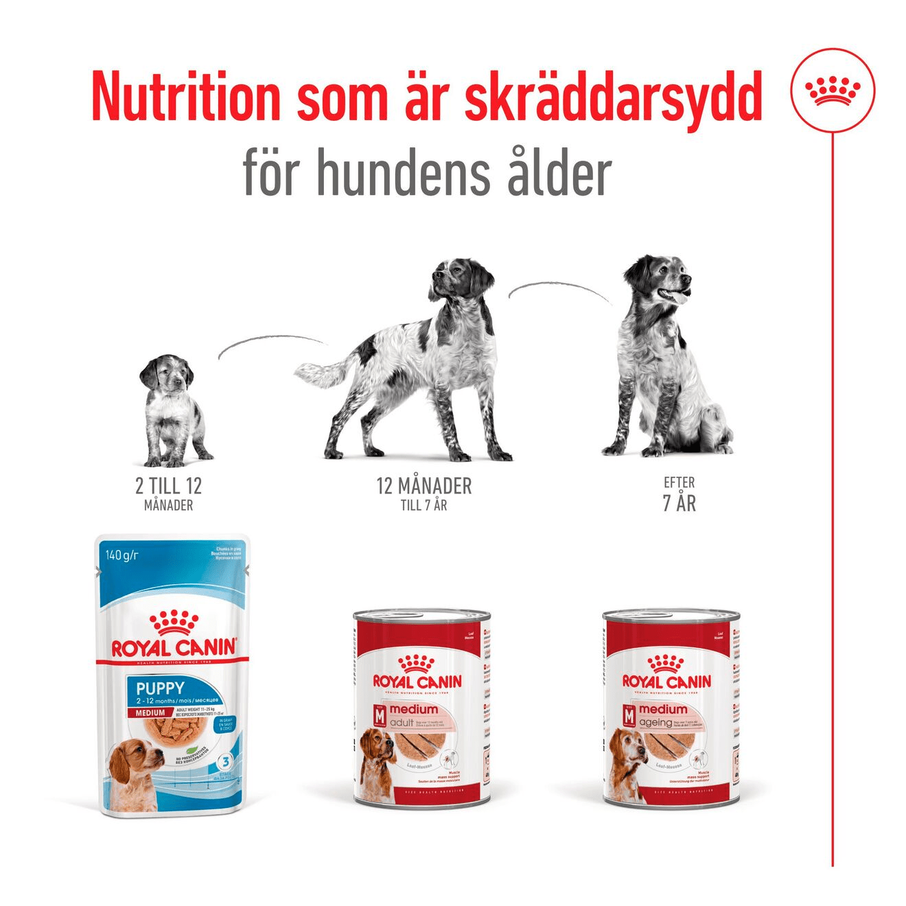 Royal Canin Medium Adult Loaf Can - Handla på Gaston