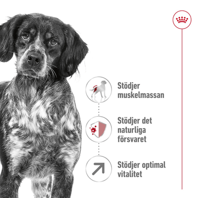 Royal Canin Medium Adult 7+ - Handla på Gaston