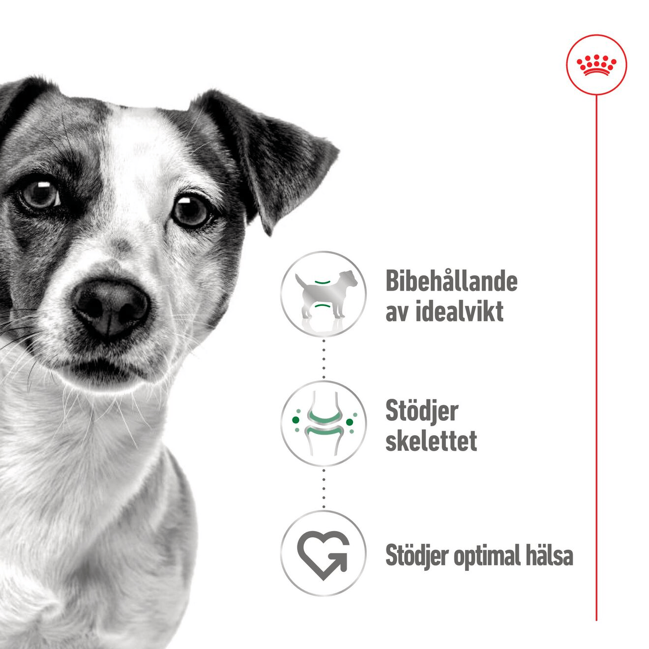 Royal Canin Mini Adult Gravy - Handla på Gaston