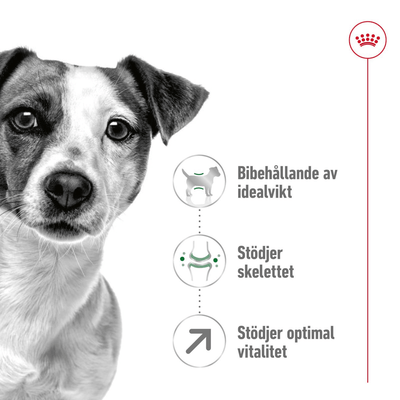 Royal Canin Mini Adult 8+ - Handla på Gaston