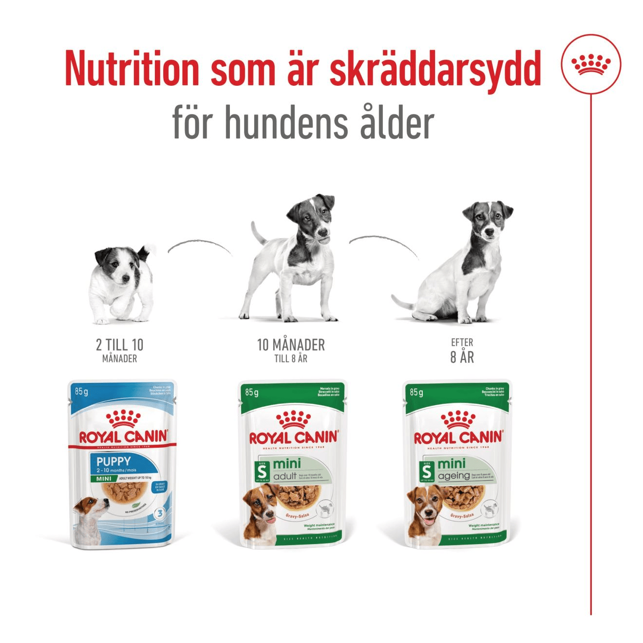 Royal Canin Mini Ageing Gravy - Handla på Gaston