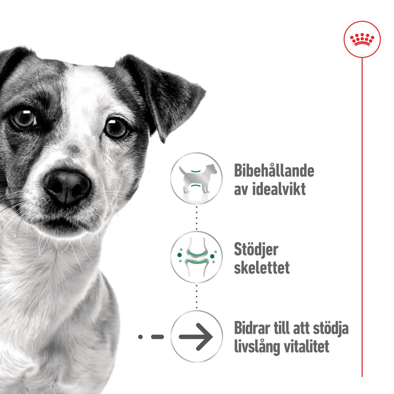 Royal Canin Mini Ageing Loaf Can - Handla på Gaston