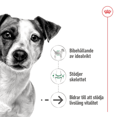 Royal Canin Mini Ageing Loaf Can - Handla på Gaston