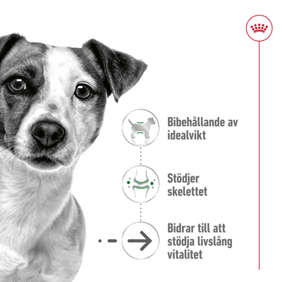 Royal Canin Mini Ageing 12+ - Handla på Gaston