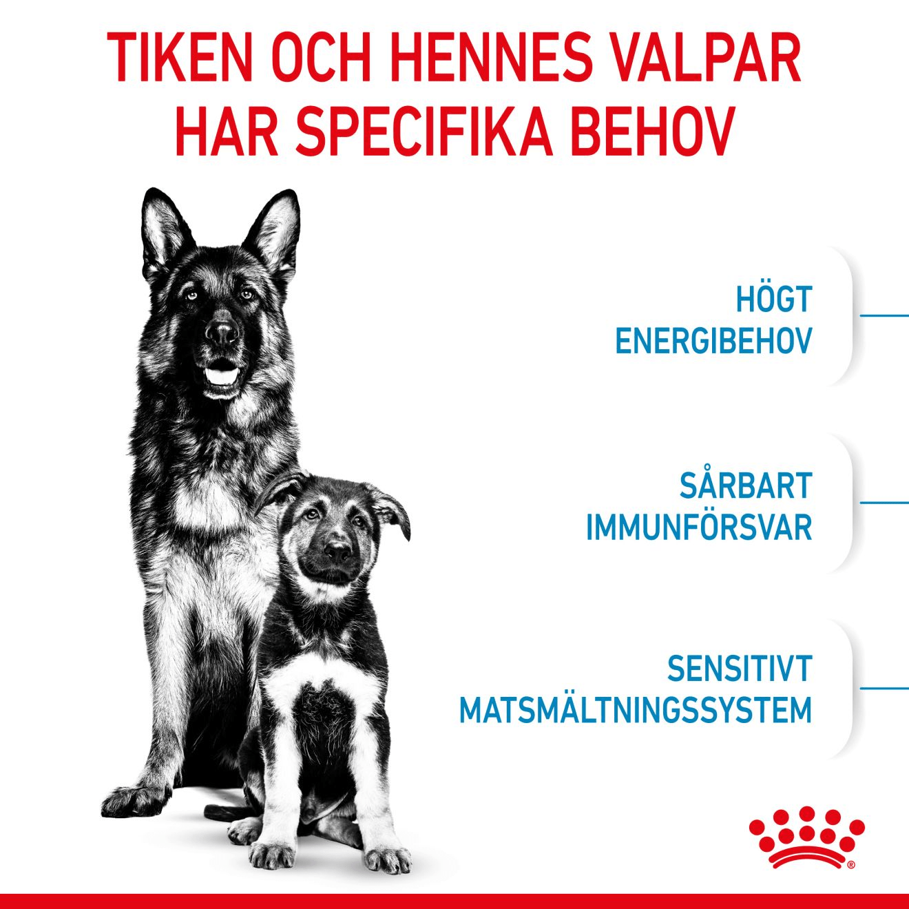 Royal Canin Maxi Starter Mother & Babydog - Handla på Gaston
