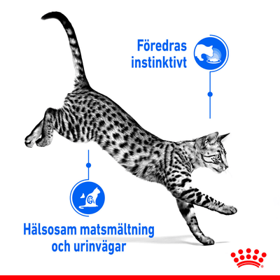 Royal Canin Indoor Gravy - Handla på Gaston