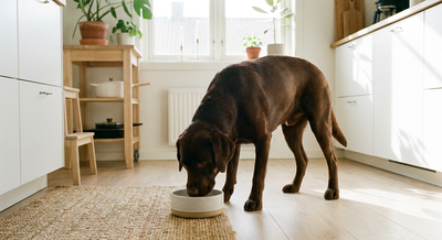 Chokladfärgad labrador retriever som äter ur hundskål