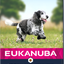 Eukanuba Dog Senior Medium