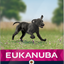 Eukanuba Dog Puppy Large