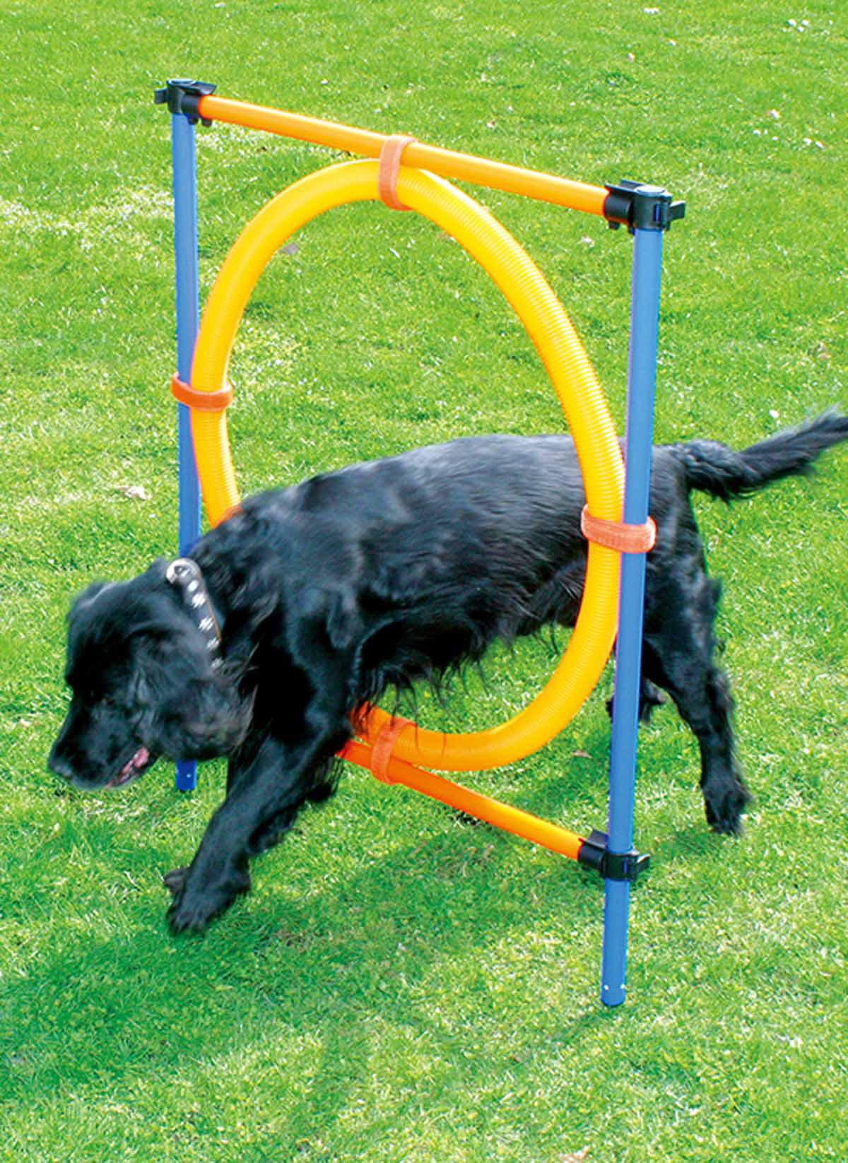 PAWISE AGILITY HINDER MED RING Ø55CM