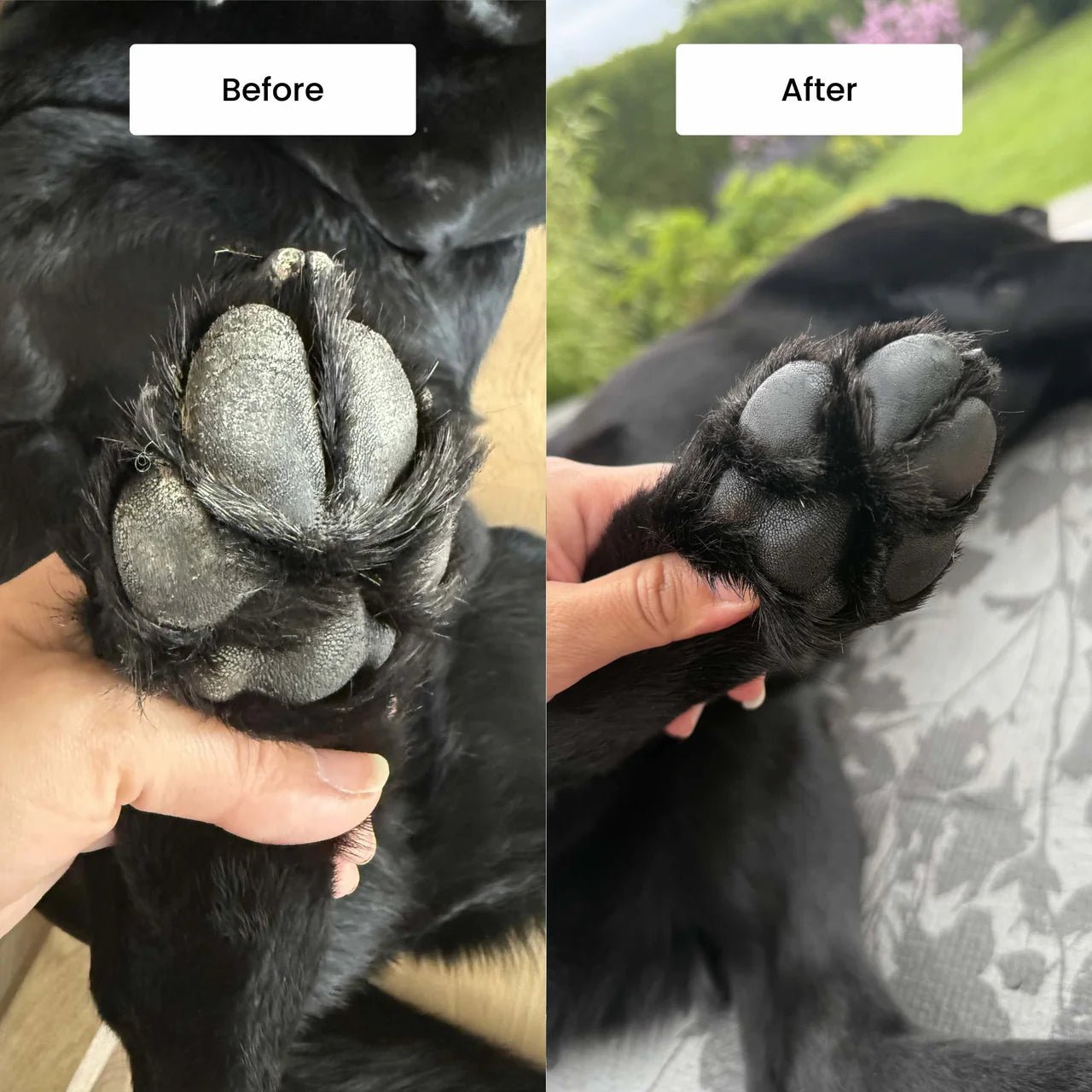 Spawday Pawdicure Set - For Dry and Dirty Paws - Handla på Gaston