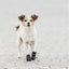 Trixie Hundskor Walker Active 2 - pack - Handla på Gaston