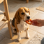 Beagle som tar emot Denta Fun Chicken Heart hundgodis i ett ljust svenskt kök