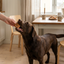 Chokladfärgad labrador som tar emot Denta Fun Kanelbulle anka ur en hand i svenskt kök