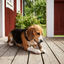 Beagle som tuggar ett torkat lammöron med päls i ett ljust svenskt hem