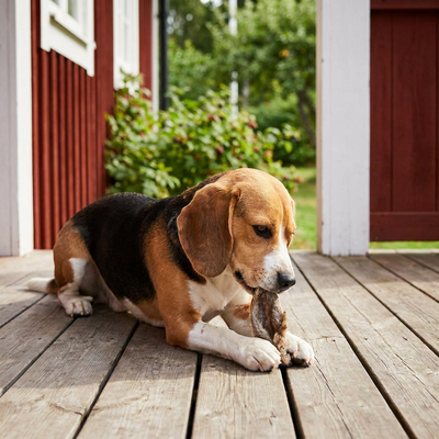Beagle som tuggar ett torkat lammöron med päls i ett ljust svenskt hem