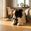 Border collie som gnager på Emmzo oxmule med päls på ekgolv i svenskt vardagsrum