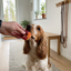 Cocker spaniel som tar emot PREMIO Lamb Chicken Bagel ur en hand i svenskt kök
