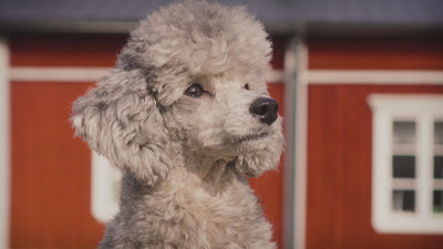 Hurtta Casual Y-Harness ECO Peacock