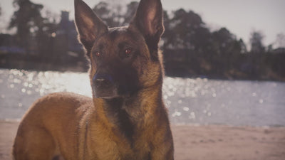 Hurtta Casual Half Choke Collar Eco Peacock