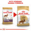 Royal Canin Cocker Adult