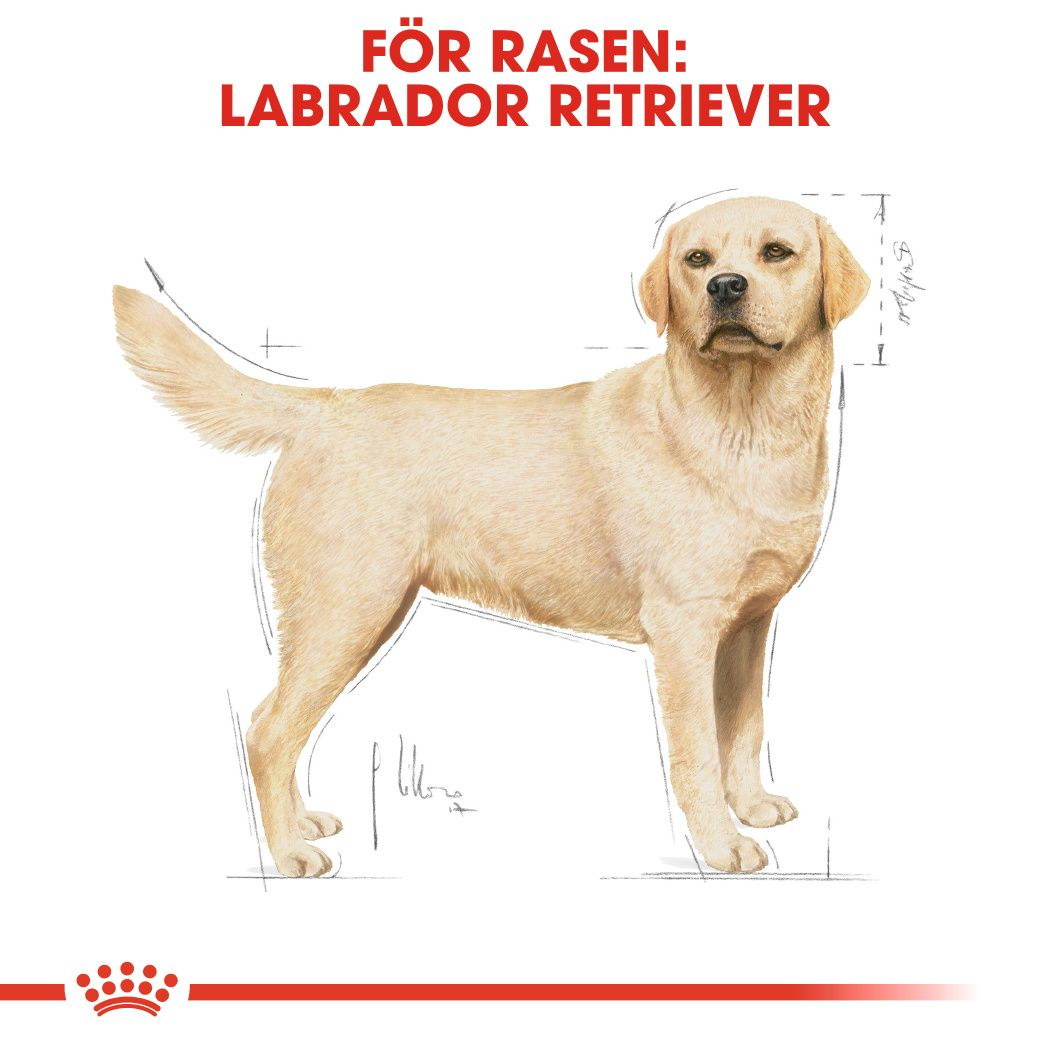 Royal Canin Labrador Retriever Adult