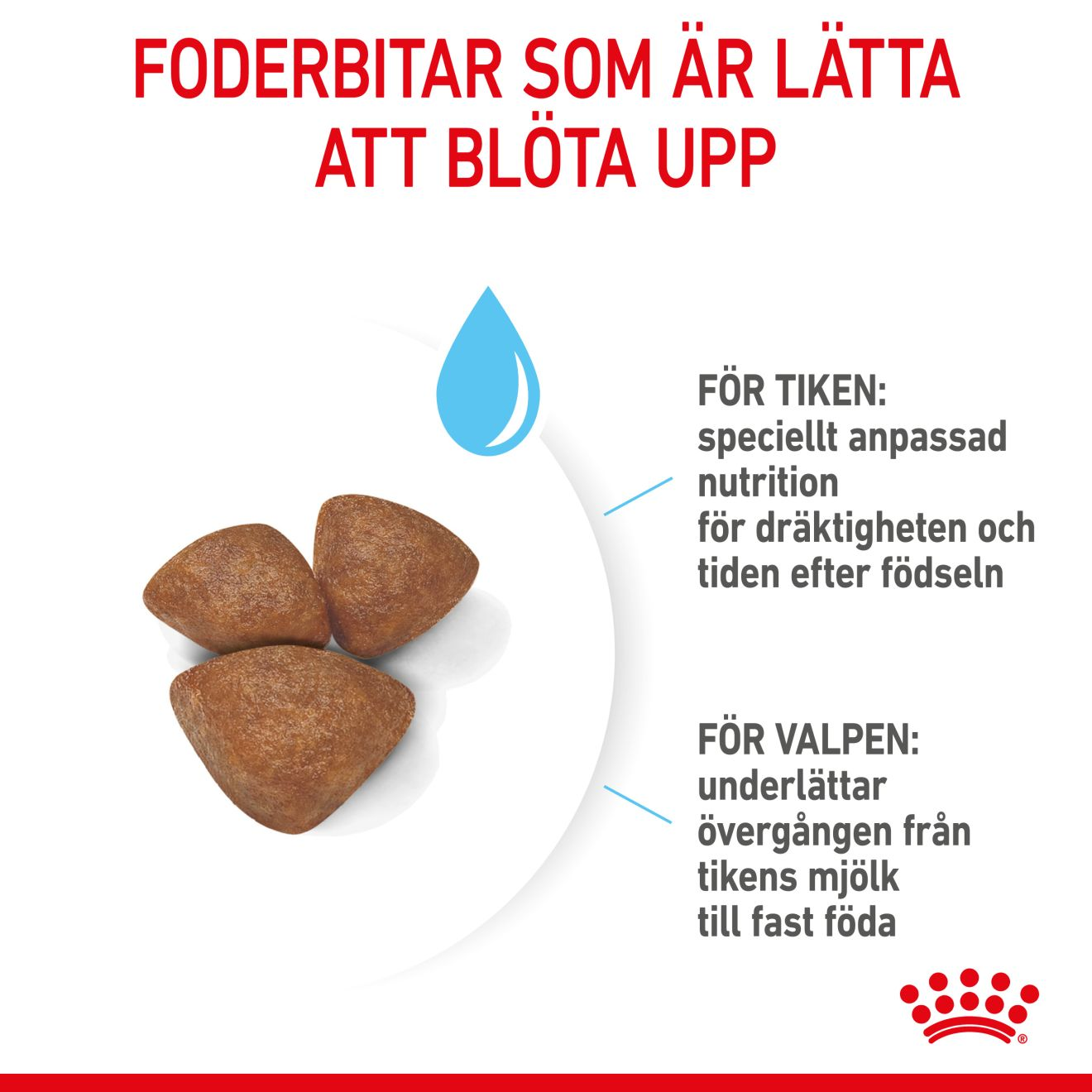 Royal Canin Mini Starter Mother & Babydog